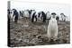 Portrait of a chinstrap penguin (Pygoscelis antarcticus), Half Moon Island, Antarctica, Polar Regio-Sergio Pitamitz-Premier Image Canvas