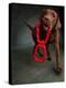 Portrait of a Chocolate Labrador Dog with a Toy-null-Premier Image Canvas