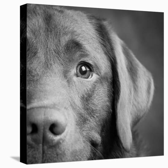 Portrait of a Chocolate Labrador Dog-null-Premier Image Canvas