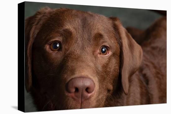 Portrait of a Chocolate Labrador Dog-null-Premier Image Canvas