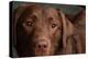 Portrait of a Chocolate Labrador Dog-null-Premier Image Canvas