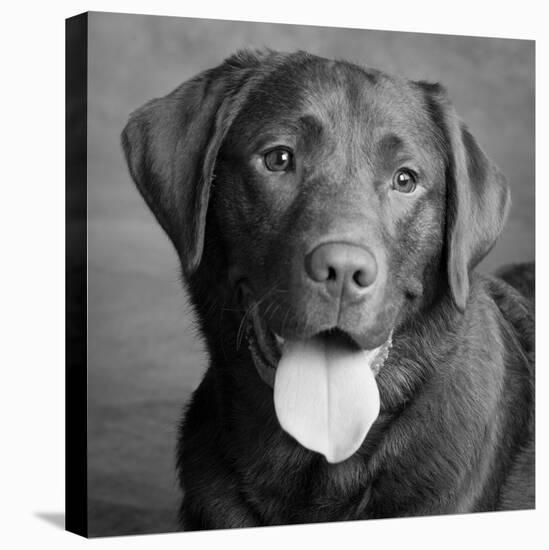 Portrait of a Chocolate Labrador Dog-null-Premier Image Canvas