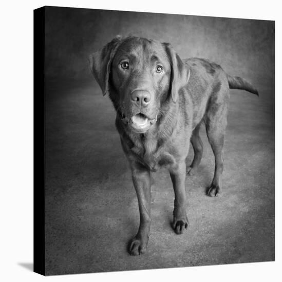 Portrait of a Chocolate Labrador Dog-null-Premier Image Canvas