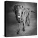 Portrait of a Chocolate Labrador Dog-null-Premier Image Canvas