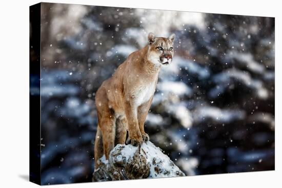 Portrait of a Cougar, Mountain Lion, Puma, Panther, Striking a Pose on a Fallen Tree, Winter Scene-null-Premier Image Canvas