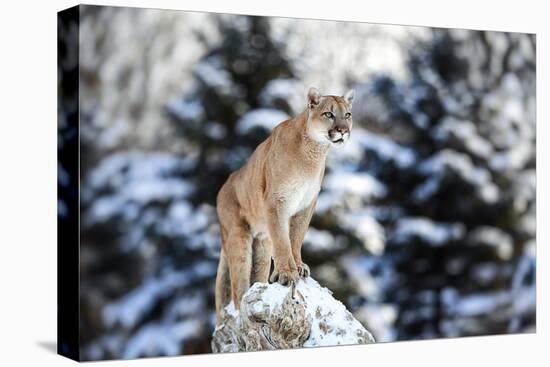 Portrait of a Cougar, Mountain Lion, Puma, Panther, Striking Pose on a Fallen Tree, Winter Scene In-Baranov E-Premier Image Canvas