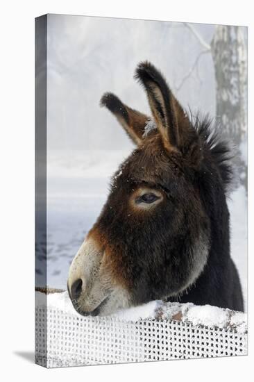 Portrait of a Donkey on Snow-Covered Belt-Harald Lange-Premier Image Canvas