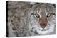 Portrait Of A European Lynx (Lynx Lynx), Captive, Norway, February-Edwin Giesbers-Premier Image Canvas