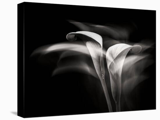 Portrait Of A Flower 5-Janet Slater-Premier Image Canvas