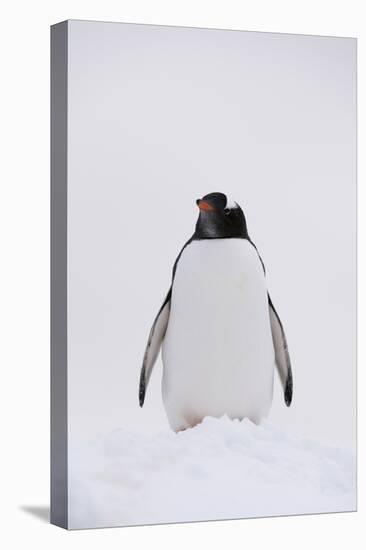 Portrait of a gentoo penguin (Pygoscelis papua), Petermann Island, Antarctica, Polar Regions-Sergio Pitamitz-Premier Image Canvas