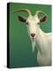 Portrait of a Goat-James W. Johnson-Premier Image Canvas