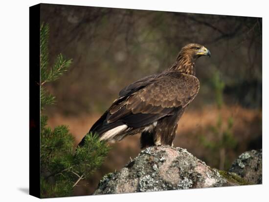 Portrait of a Golden Eagle, Highlands, Scotland, United Kingdom, Europe-Rainford Roy-Premier Image Canvas