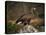 Portrait of a Golden Eagle, Highlands, Scotland, United Kingdom, Europe-Rainford Roy-Premier Image Canvas