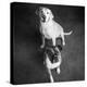Portrait of a Golden Labrador Dog and a Boxer Dog-null-Premier Image Canvas