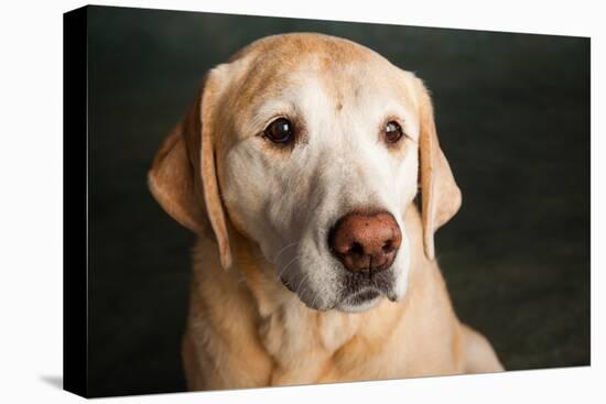 Portrait of a Golden Labrador Dog-null-Premier Image Canvas