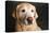 Portrait of a Golden Labrador Dog-null-Premier Image Canvas
