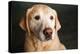 Portrait of a Golden Labrador Dog-null-Premier Image Canvas