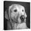 Portrait of a Golden Labrador Dog-null-Premier Image Canvas