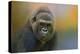 Portrait of a Gorilla-Jai Johnson-Premier Image Canvas