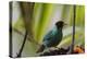 Portrait of a Green Honeycreeper Perching on a Branch-Alex Saberi-Premier Image Canvas