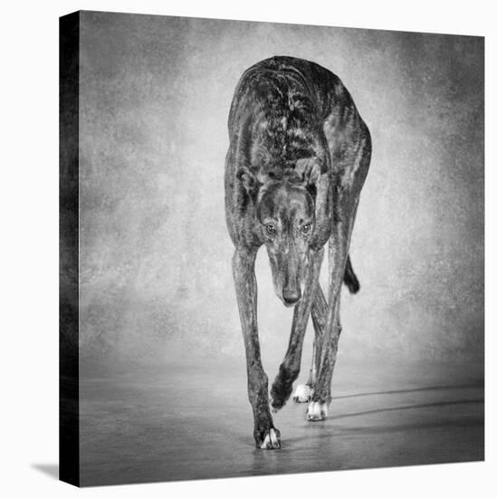 Portrait of a Greyhound dog-Panoramic Images-Premier Image Canvas