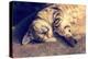 Portrait of a Happy Cat Sleeping on the Back-vvvita-Premier Image Canvas