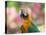 Portrait of a Harlequin Macaw in Bonito, Brazil-Alex Saberi-Premier Image Canvas