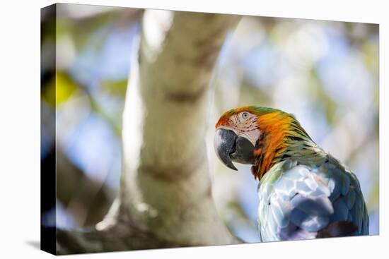 Portrait of a Harlequin Macaw on a Tree Branch in Bonito, Brazil-Alex Saberi-Premier Image Canvas