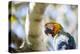 Portrait of a Harlequin Macaw on a Tree Branch in Bonito, Brazil-Alex Saberi-Premier Image Canvas