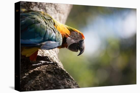 Portrait of a Harlequin Macaw on a Tree Branch in Bonito, Brazil-Alex Saberi-Premier Image Canvas