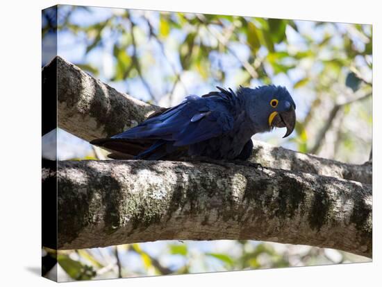 Portrait of a Hyacinth Macaw Sitting in a Tree-Alex Saberi-Premier Image Canvas
