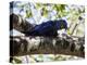 Portrait of a Hyacinth Macaw Sitting in a Tree-Alex Saberi-Premier Image Canvas