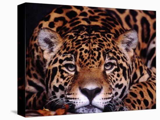 Portrait of a Jaguar, Brazil-Mark Newman-Premier Image Canvas