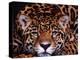 Portrait of a Jaguar, Brazil-Mark Newman-Premier Image Canvas