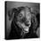 Portrait of a Labrador Golden Mixed Dog-null-Premier Image Canvas