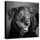 Portrait of a Labrador Golden Mixed Dog-null-Premier Image Canvas