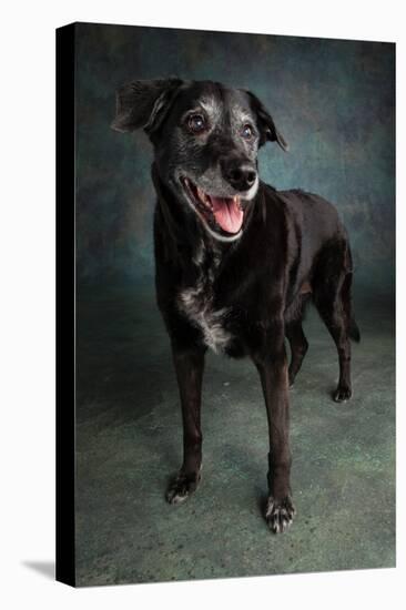 Portrait of a Labrador Golden Mixed Dog-null-Premier Image Canvas