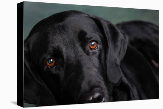 Portrait of a Labrador Great Dane Mixed Dog-null-Premier Image Canvas