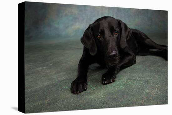 Portrait of a Labrador Great Dane Mixed Dog-null-Premier Image Canvas