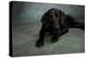 Portrait of a Labrador Great Dane Mixed Dog-null-Premier Image Canvas