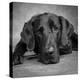 Portrait of a Labrador Great Dane Mixed Dog-null-Premier Image Canvas