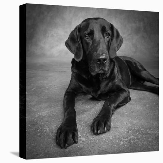 Portrait of a Labrador Great Dane Mixed Dog-null-Premier Image Canvas