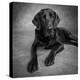 Portrait of a Labrador Great Dane Mixed Dog-null-Premier Image Canvas