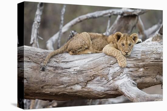 Portrait Of A Lion Cub Resting On A Log Looking At The Camera Contemplating-Karine Aigner-Premier Image Canvas