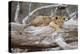 Portrait Of A Lion Cub Resting On A Log Looking At The Camera Contemplating-Karine Aigner-Premier Image Canvas