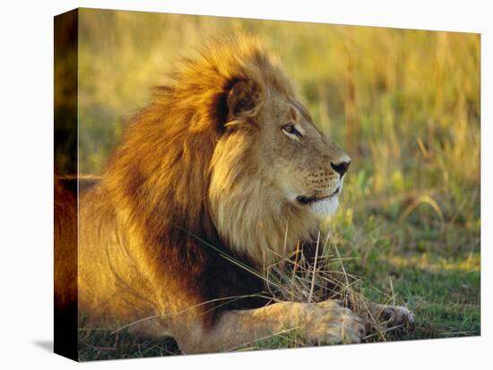 Portrait of a Lion (Panthera Leo), Okavango Delta, Botswana-Paul Allen-Premier Image Canvas
