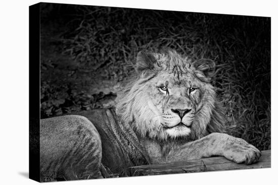 Portrait of a lion (Panthera leo) relaxing in a forest, California, USA-Thomas Winz-Premier Image Canvas