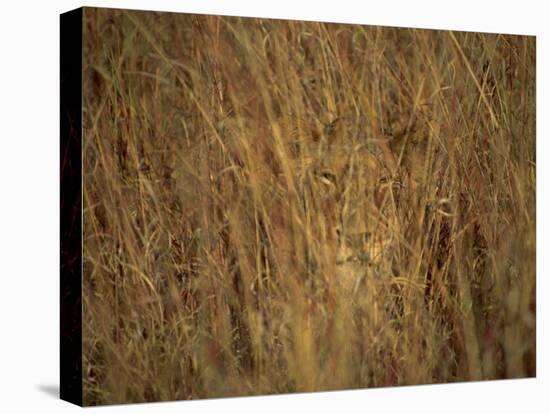 Portrait of a Lioness Hiding and Camouflaged in Long Grass, Kruger National Park, South Africa-Paul Allen-Premier Image Canvas