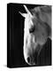 Portrait of a Lipizzaner Horse-Karen Tweedy-Holmes-Premier Image Canvas