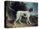 Portrait of a Liver and White Pointer-George Garrard-Premier Image Canvas